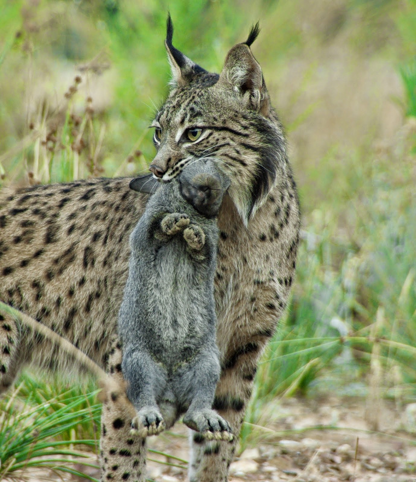 Lynx pardinus